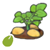 Potato seeds