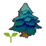 Pointy tree sapling