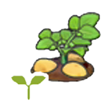 Potato sprout