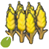 Wheat seeds