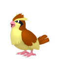 Pidgey
