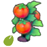 Tomato seeds
