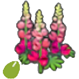 Robust-flower seeds