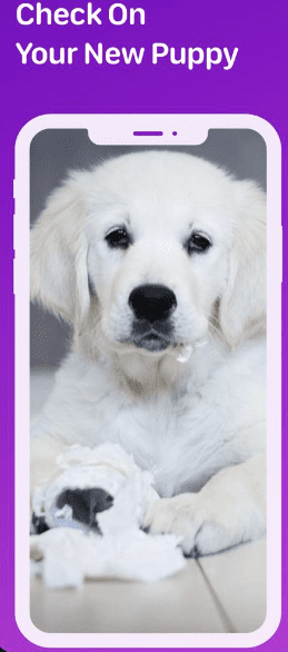 9 Pet Care Apps in 2024 [Free and Paid] illustration 154